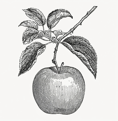 JPG 식물 전통 잎 농업 과일 일러스트 자연 건강 나뭇가지 신선 사과 과수원 그림 원예 조화 국내일러스트 AI일러스트 AI콘텐츠 나무 산업 취미 생태계 파일형식