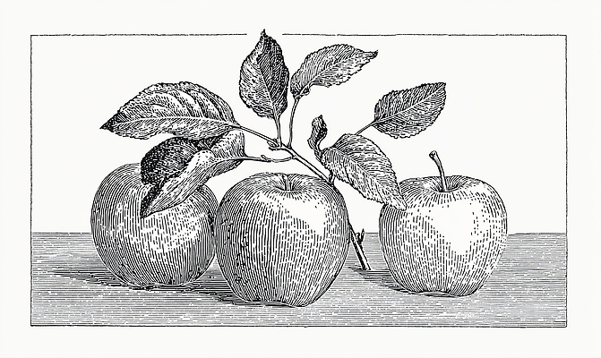 JPG 식물 디자인 예술 줄기 컬러 잎 농업 채소 과일 일러스트 자연 가지 건강 사과 그림 유기농 뷰티풀 디테일 국내일러스트 AI일러스트 AI콘텐츠 웰빙 산업 생태계 파일형식