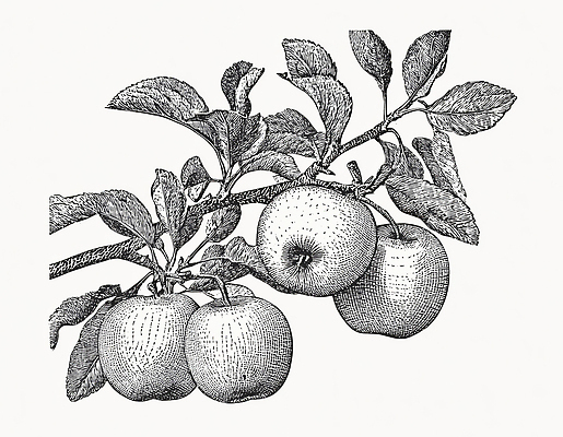 JPG 식물 열매 잎 채소 과일 일러스트 자연 생명 가지 여름 농장 정원 농사 수확 사과 그림 유기농 원예 사과나무 국내일러스트 AI일러스트 AI콘텐츠 나무 웰빙 계절 농업 취미 생태계 파일형식