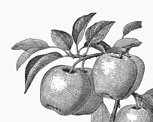 JPG 나무 식물 전통 디자인 계절 농업 채소 과일 일러스트 자연 생명 가지 풍경 농작물 농장 수확 성장 신선 사과 수집 국내일러스트 AI일러스트 AI콘텐츠 산업 생태계 파일형식