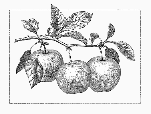 JPG 모양 나무 식물 계절 열매 선 컬러 잎 농업 과일 일러스트 자연 생명 가지 농촌 사과 원예 질감 국내일러스트 AI일러스트 AI콘텐츠 산업 채소 취미 시골 생태계 파일형식
