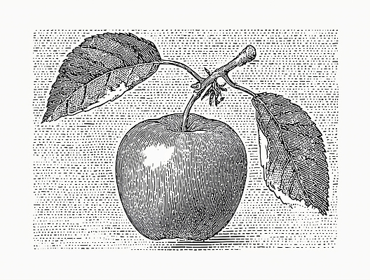 JPG 나무 식물 잎 농업 채소 과일 일러스트 자연 가지 여름 정원 수확 신선 사과 과수원 그림 원예 식물원 국내일러스트 AI일러스트 AI콘텐츠 계절 산업 취미 생태계 파일형식