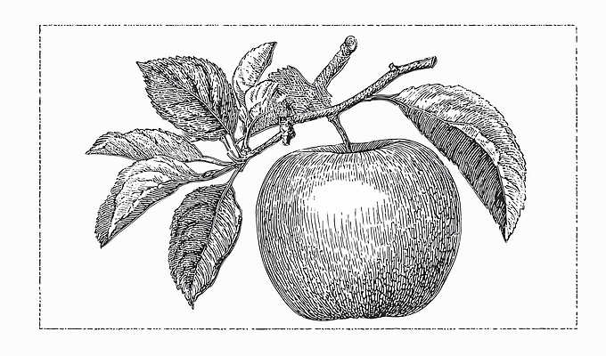 JPG 식물 전통 예술 잎 농업 과일 일러스트 자연 흑백 농장 나뭇가지 그리기 사과 과수원 그림 원예 질감 채색 디테일 국내일러스트 AI일러스트 AI콘텐츠 나무 산업 모션 촬영기법 미술 취미 생태계 파일형식
