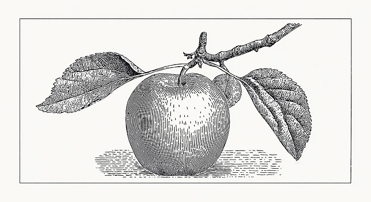 JPG 식물 디자인 예술 백그라운드 잎 과일 일러스트 자연 가지 조명 디지털 그리기 사과 그림 뷰티풀 목가 디테일 국내일러스트 AI일러스트 AI콘텐츠 채소 모션 생태계 파일형식