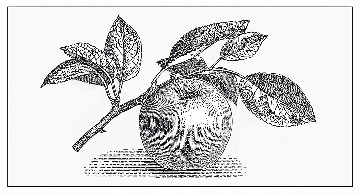 JPG 식물 열매 잎 밭 농업 과일 일러스트 자연 미술 장식 초록색 수확 나뭇가지 사과 과수원 원예 조화 국내일러스트 AI일러스트 AI콘텐츠 나무 산업 컬러 문화예술 취미 생태계 파일형식