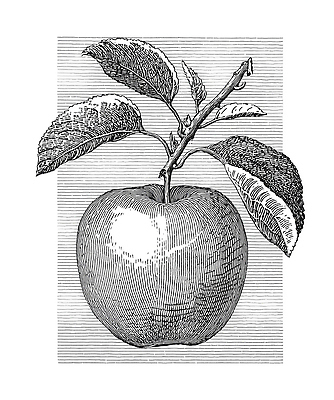 JPG 나무 식물 음식 잎 농업 과일 일러스트 자연 가지 건강 목재 여름 신선 제조 사과 과수원 저장 원예 노력 정물화 국내일러스트 AI일러스트 AI콘텐츠 계절 산업 채소 재료 취미 그림 생태계 파일형식