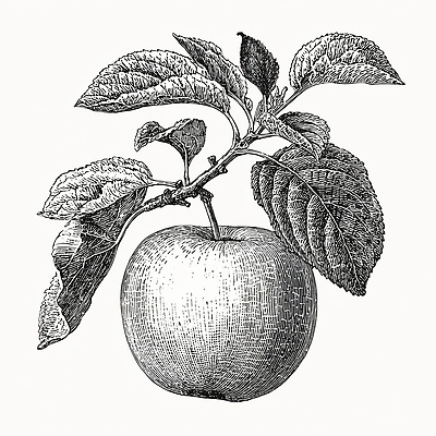 JPG 나무 식물 디자인 잎 농업 과일 일러스트 자연 생명 가지 흑백 미술 풍경 정원 수확 성장 사과 유기농 원예 국내일러스트 AI일러스트 AI콘텐츠 웰빙 산업 채소 문화예술 촬영기법 취미 생태계 파일형식