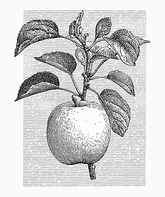 JPG 나무 식물 디자인 예술 줄기 잎 농업 과일 일러스트 자연 생명 농장 정원 클래식 사과 스케치 심플 국내일러스트 AI일러스트 AI콘텐츠 산업 컨셉 미술 생태계 파일형식