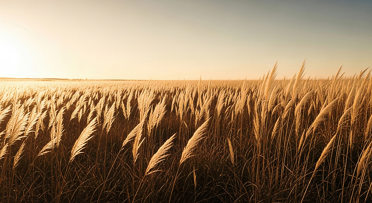 JPG 편집이미지 자연 바람 풍경 초원 야외 햇빛 평화 고요 가을 지역 갈대밭 감성 뷰티풀 편집실사 AI포토 AI콘텐츠 자연요소 계절 컨셉 날씨 태양 CG 생태계 파일형식 갈대_식물