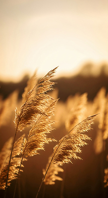 JPG 식물 편집이미지 자연 바람 풍경 초원 여름 빛 평화 노을 고요 수확 가을 저녁 감성 뷰티풀 편집실사 AI포토 AI콘텐츠 자연요소 계절 컨셉 농업 날씨 야간 CG 생태계 파일형식