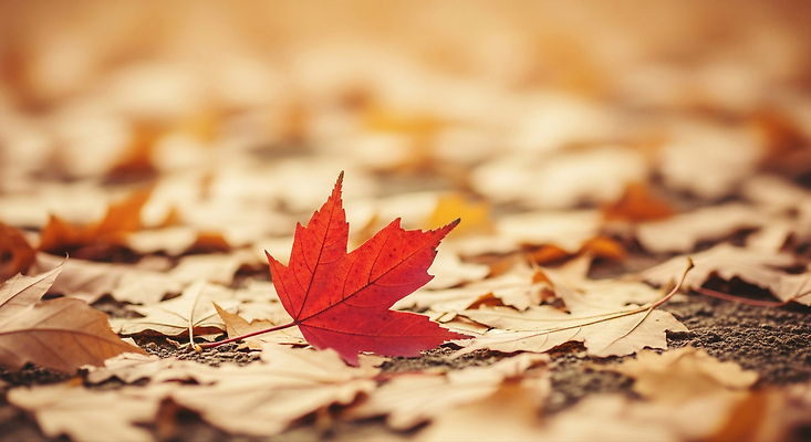 JPG 편집이미지 계절 컬러 단풍 잎 자연 나뭇잎 풍경 빨간색 감상 가을 떨어짐 감성 뷰티풀 편집실사 AI포토 AI콘텐츠 식물 컨셉 CG 생태계 파일형식