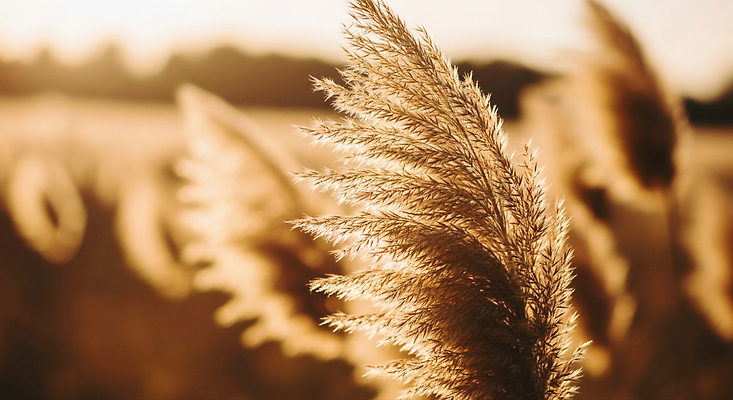 자연요소 식물 계절 컨셉 날씨 태양 야간 CG 생태계 파일형식 AI콘텐츠 햇빛 자연 초원 저녁 고요 풍경 뷰티풀 야외 바람 나무 편집이미지 편집실사 JPG 감성 가을 AI포토