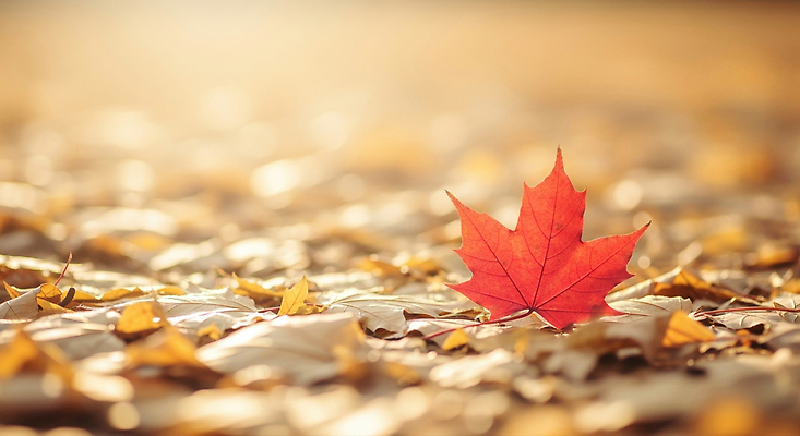 JPG 나무 편집이미지 계절 길 컬러 단풍 낙엽 자연 풍경 빛 고요 일몰 가을 변화 감성 뷰티풀 편집실사 AI포토 AI콘텐츠 식물 컨셉 잎 노을 CG 생태계 파일형식