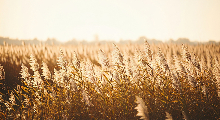 JPG 식물 편집이미지 자연 하늘 바람 휴식 풍경 초원 야외 빛 평화 들꽃 가을 황금 저녁 생태계 감성 편집실사 AI포토 AI콘텐츠 자연요소 계절 꽃 컨셉 날씨 야간 CG 파일형식