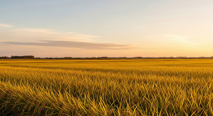 JPG 편집이미지 농업 자연 하늘 풍경 초원 여름 농작물 평화 일몰 가을 농촌 시골 감성 편집실사 AI포토 AI콘텐츠 계절 산업 컨셉 노을 CG 생태계 파일형식
