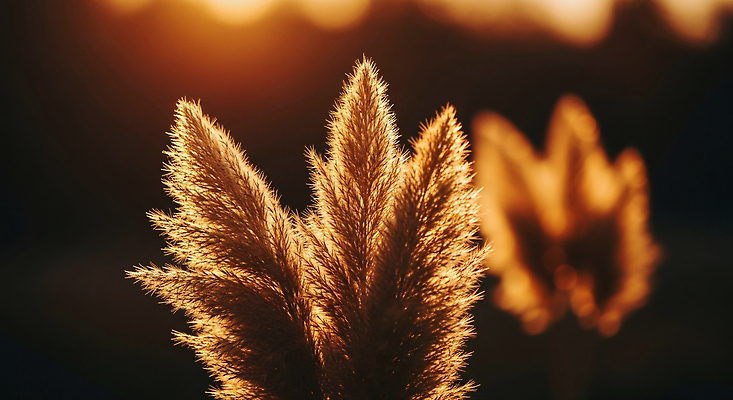 JPG 식물 편집이미지 컬러 자연 따뜻함 풍경 초원 여름 빛 햇빛 촬영 고요 가을 저녁 감성 흐림 뷰티풀 편집실사 AI포토 AI콘텐츠 계절 컨셉 날씨 태양 야간 CG 생태계 파일형식