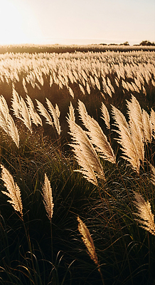 JPG 식물 편집이미지 자연 하늘 바람 풍경 초원 초록색 여름 햇빛 가을 농촌 저녁 감성 뷰티풀 편집실사 AI포토 AI콘텐츠 자연요소 계절 컬러 컨셉 날씨 태양 시골 야간 CG 생태계 파일형식