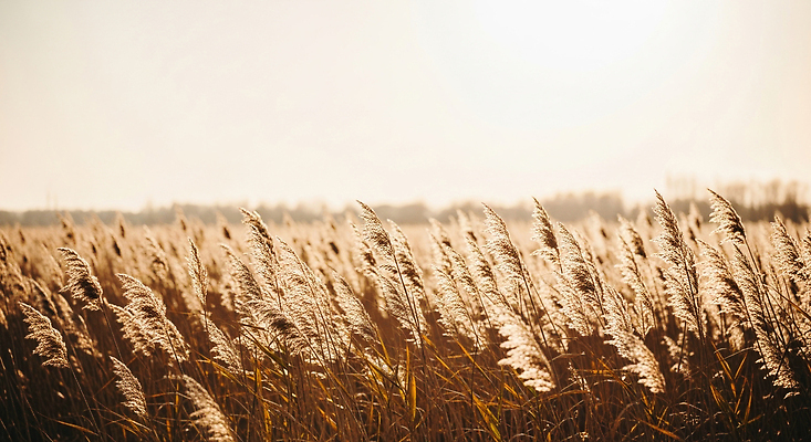 JPG 식물 편집이미지 자연 하늘 바람 풍경 햇빛 평화 환경 고요 가을 시골 감성 드넓은 뷰티풀 오후 편집실사 AI포토 AI콘텐츠 자연요소 계절 컨셉 날씨 태양 CG 생태계 파일형식