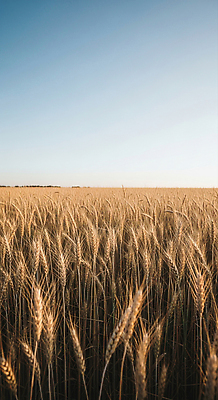 JPG 식물 편집이미지 밭 농업 자연 하늘 바람 풍경 초원 농작물 농장 수확 가을 지역 감성 밀밭 편집실사 AI포토 AI콘텐츠 자연요소 계절 산업 컨셉 날씨 밀 CG 생태계 파일형식