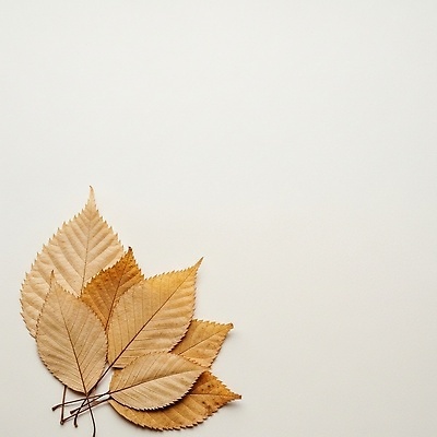 JPG 식물 편집이미지 계절 컬러 백그라운드 잎 자연 바닥 풍경 장식 갈색 노란색 뷰티풀 편집실사 AI포토 AI콘텐츠 CG 생태계 파일형식