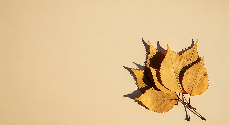 JPG 모양 식물 편집이미지 백그라운드 단풍 잎 자연 나뭇잎 풍경 갈색 나뭇가지 떨어짐 장면 색감 편집실사 AI포토 AI콘텐츠 나무 컬러 컨셉 CG 생태계 파일형식