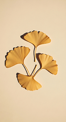 JPG 모양 식물 편집이미지 디자인 예술 컬러 단풍 잎 자연 바닥 따뜻함 촬영 작품 뷰티풀 편집실사 AI포토 AI콘텐츠 미술 CG 생태계 파일형식