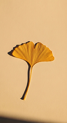 JPG 모양 식물 편집이미지 컬러 자연 조명 바닥 노란색 평화 선택 그늘 은행잎 뷰티풀 편집실사 AI포토 AI콘텐츠 컨셉 잎 CG 생태계 파일형식