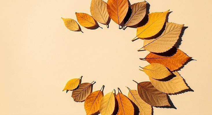 JPG 식물 편집이미지 계절 낙엽 잎 자연 따뜻함 풍경 장식 갈색 노란색 원형 배열 뷰티풀 색감 편집실사 AI포토 AI콘텐츠 도형 컬러 CG 생태계 파일형식