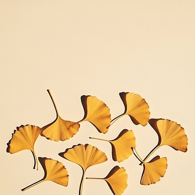 포토 JPG 식물 편집이미지 백그라운드 잎 자연 나뭇잎 햇빛 노란색 고요 은행잎 장면 감성 뷰티풀 편집실사 AI포토 AI콘텐츠 컬러 컨셉 태양 CG 생태계 파일형식