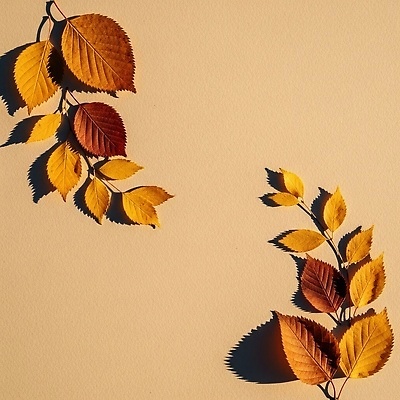 포토 JPG 식물 편집이미지 계절 잎 자연 그림자 풍경 햇빛 갈색 노란색 땅 배열 뷰티풀 편집실사 AI포토 AI콘텐츠 컬러 태양 CG 생태계 파일형식