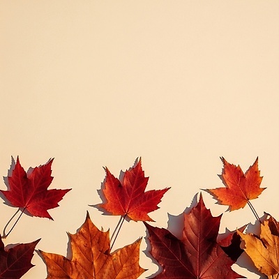 JPG 모양 나무 식물 편집이미지 계절 컬러 단풍 잎 자연 따뜻함 풍경 감상 크기 배열 뷰티풀 편집실사 AI포토 AI콘텐츠 CG 생태계 파일형식