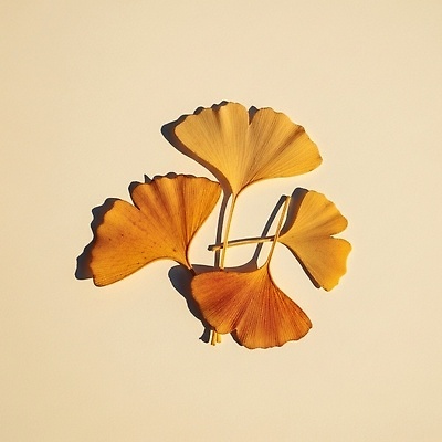 JPG 식물 편집이미지 계절 컬러 백그라운드 단풍 잎 자연 바닥 건조 노란색 환경 은행나무 뷰티풀 편집실사 AI포토 AI콘텐츠 나무 CG 생태계 파일형식