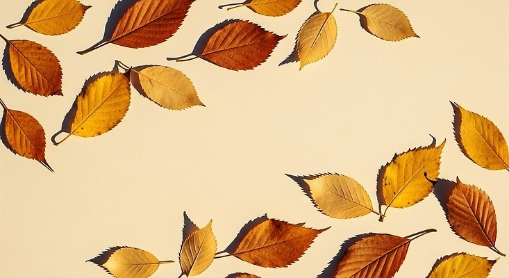 JPG 식물 편집이미지 계절 컬러 낙엽 자연 나뭇잎 바닥 풍경 갈색 노란색 변화 편안함 뷰티풀 편집실사 AI포토 AI콘텐츠 컨셉 잎 감각 CG 생태계 파일형식