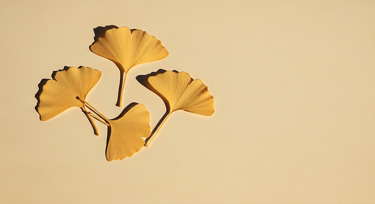 JPG 모양 식물 편집이미지 컬러 잎 자연 바닥 풍경 빛 노란색 전시 배열 은행나무 뷰티풀 편집실사 AI포토 AI콘텐츠 나무 CG 생태계 파일형식