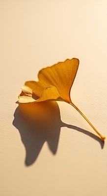 JPG 식물 편집이미지 컬러 잎 자연 생명 조명 그림자 일상 햇빛 노란색 환경 촬영 은행나무 뷰티풀 편집실사 AI포토 AI콘텐츠 나무 라이프 태양 CG 생태계 파일형식