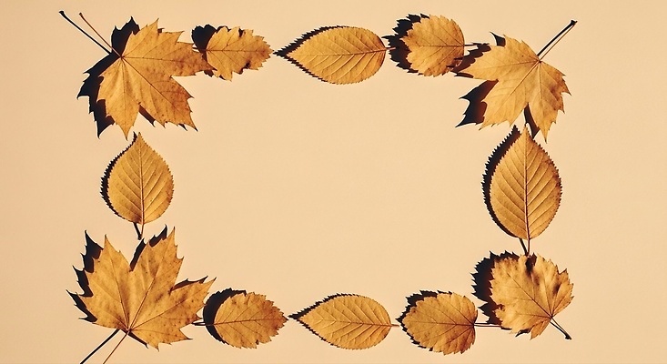 JPG 모양 나무 편집이미지 계절 컬러 잎 자연 나뭇잎 형상 장식 갈색 크기 배열 테두리 편집실사 AI포토 AI콘텐츠 식물 CG 생태계 파일형식