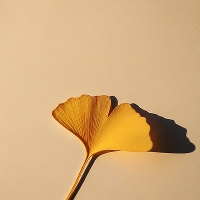 JPG 모양 식물 편집이미지 컬러 잎 자연 바닥 따뜻함 그림자 풍경 빛 노란색 평화 질감 은행잎 편집실사 AI포토 AI콘텐츠 컨셉 CG 생태계 파일형식