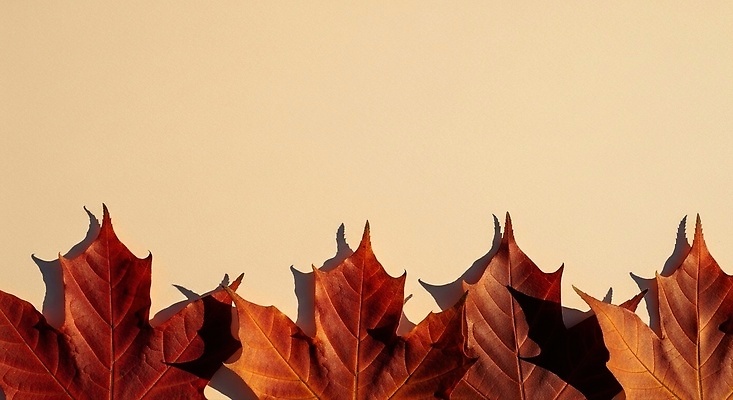 JPG 편집이미지 계절 백그라운드 단풍 잎 자연 나뭇잎 따뜻함 풍경 빨간색 햇빛 갈색 일렬 뷰티풀 색감 편집실사 AI포토 AI콘텐츠 식물 컬러 태양 CG 생태계 파일형식