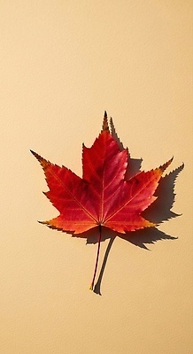 JPG 나무 식물 편집이미지 계절 컬러 백그라운드 단풍 잎 자연 생명 그림자 풍경 빨간색 변화 뷰티풀 편집실사 AI포토 AI콘텐츠 컨셉 CG 생태계 파일형식