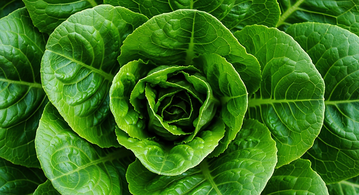 JPG 식물 편집이미지 농업 채소 자연 초록색 경작 샐러드 에너지 상추 유기농 건강식 영양소 로메인상추 편집실사 AI포토 AI콘텐츠 웰빙 산업 음식 컬러 농사 CG 생태계 파일형식