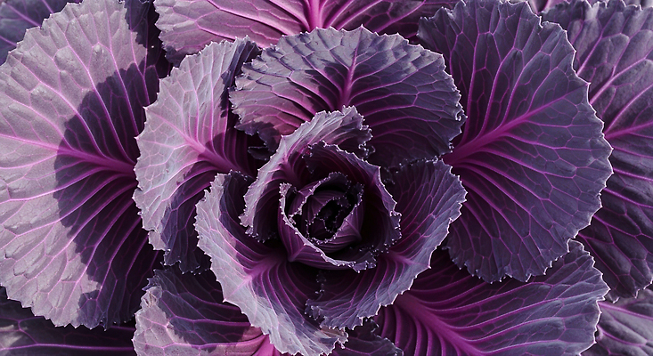 JPG 식물 편집이미지 꽃 줄기 컬러 잎 채소 자연 농작물 농사 식사 신선 유기농 원예 건강식 편집실사 AI포토 AI콘텐츠 웰빙 음식 농업 취미 CG 생태계 파일형식