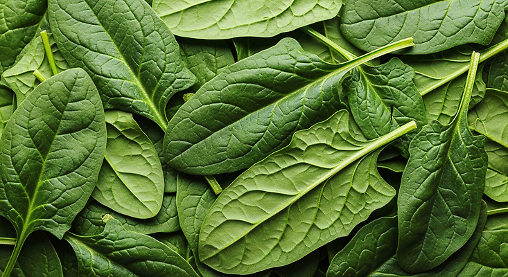 JPG 편집이미지 음식 잎 채소 재료 자연 식탁 건강 요리 초록색 농장 신선 시금치 비타민 건강식 편집실사 AI포토 AI콘텐츠 식물 컬러 농업 탁자 CG 생태계 영양소 파일형식