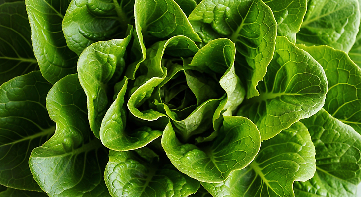 JPG 편집이미지 음식 자연 건강 요리 초록색 농작물 주방 농사 식사 신선 상추 준비 편집실사 AI포토 AI콘텐츠 컬러 농업 채소 CG 생태계 파일형식