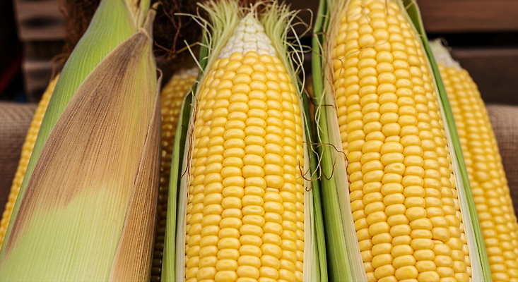 JPG 편집이미지 음식 농업 식재료 자연 옥수수 여름 농작물 농장 수확 신선 시장 농부 건강식 편집실사 AI포토 AI콘텐츠 직업 계절 산업 곡류 CG 생태계 파일형식
