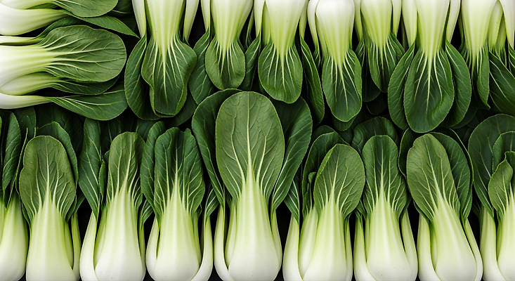 JPG 편집이미지 채소 식재료 자연 파란색 농작물 수확 시장 제조 청경채 비타민 건강식 식자재 전통시장 편집실사 AI포토 AI콘텐츠 전통 음식 컬러 농업 CG 생태계 영양소 파일형식