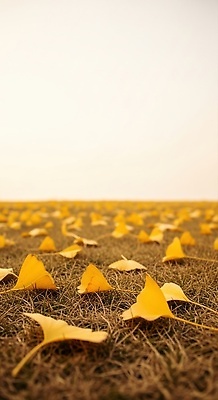 JPG 나무 편집이미지 계절 잎 자연 바람 풍경 초원 일상 소풍 노란색 가을 떨어짐 은행잎 뷰티풀 편집실사 AI포토 AI콘텐츠 자연요소 식물 컬러 컨셉 날씨 라이프 야외활동 CG 생태계 파일형식