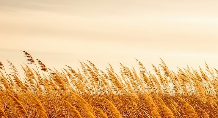 JPG 편집이미지 자연 하늘 바람 풍경 평화 환경 고요 일몰 금색 가을 저녁 생태계 뷰티풀 편집실사 AI포토 AI콘텐츠 자연요소 계절 컬러 컨셉 날씨 노을 야간 CG 파일형식