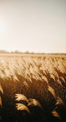 JPG 편집이미지 감정 자연 하늘 바람 풍경 초원 여름 햇빛 노을 고요 발코니 가을 농촌 뷰티풀 편집실사 AI포토 AI콘텐츠 자연요소 계절 날씨 태양 시골 CG 생태계 파일형식