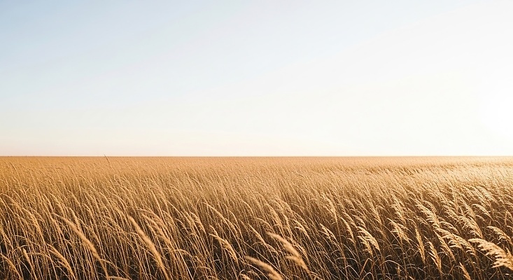 JPG 식물 편집이미지 자연 하늘 바람 풍경 햇빛 평화 금색 가을 생태계 갈대밭 오후 평야 편집실사 AI포토 AI콘텐츠 자연요소 계절 컬러 컨셉 날씨 태양 CG 파일형식 갈대_식물