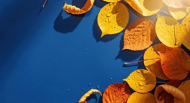 포토 JPG 편집이미지 계절 컬러 단풍 잎 자연 조명 풍경 노란색 주황색 가을 물방울 파란배경 뷰티풀 편집실사 AI포토 AI콘텐츠 식물 백그라운드 파란색 CG 생태계 파일형식